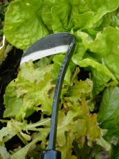 Carbon Steel Japanese Razor Hoe- Right Handed