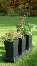 Chilli Grow