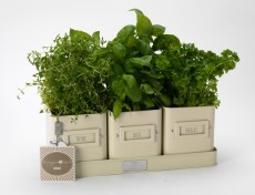 Jersey Cream Enamel Herb-Pots-in-a-Tray