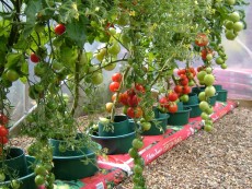 Pack of 3 Original Growpots