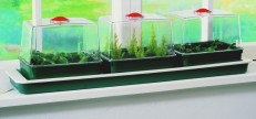 Triple Top Window Sill Propagator